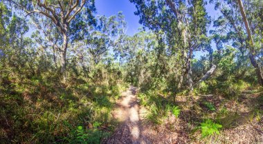 Büyük Otway Ulusal Parkı 'nda gün ışığında, havadan kökleri ve yemyeşil gölgelikleri olan devasa bir ağaç.