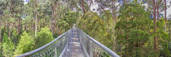 Возвышенная аллея на вершине деревьев среди высоких эвкалиптовых деревьев в Национальном парке Грейт-Отвей летом