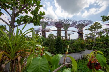 Singapur Körfezi yakınlarındaki Bahçeler 'deki benzersiz Supertree yapıları gün boyunca açık mavi gökyüzüne karşı
