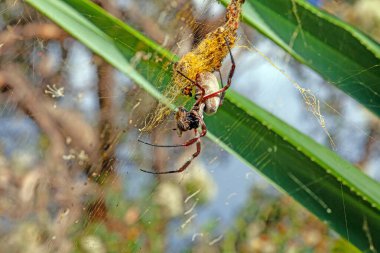 Close-up of golden orb-weaver spider in intricate web, highlighting vibrant patterns and delicate details in daylight clipart