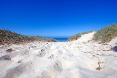 Saf mavi okyanusa giden kum yolu berrak güneşli bir gökyüzünün altında gün boyunca doğal plaj otları ile birlikte.