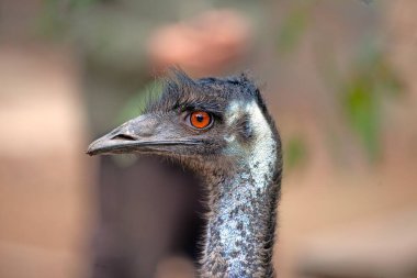 Closeup of an emu's head, showcasing its striking orange eyes and detailed feathers in daylight clipart