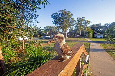 A laughing kookaburra perched on a wooden railing in an Australian camping area during daytime clipart