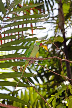 Dedeağaç papağanı, tropikal bir çevrede gün boyunca bir dala tünemişti.