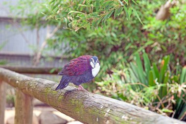 Yanardöner tüylü bir güvercinin yakın çekimi kırsal bir ahşap korkuluğa tünemiş gün ışığında.