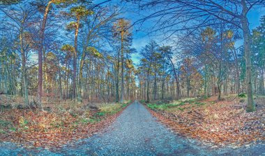 Picturesque forest path during sunset surrounded by tall autumn trees and colorful fallen leaves during sunset clipart