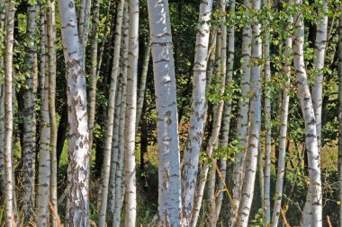 Beyaz ağaç gövdeleri ve yaz güneşinde yemyeşil yaprakları olan sakin huş ağaçları.