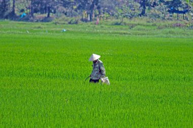 Vietnamlı çiftçi yemyeşil pirinç tarlasında, geleneksel konik şapka takıyor, kırsal alanda gün içinde