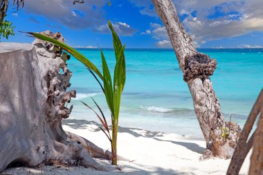 Palmiye ağaçlarıyla tropik plaj beyaz kum turkuvaz su ve gün ışığında parlak güneşli gökyüzü.