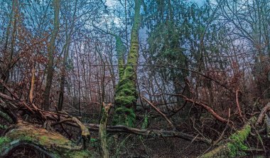 Düşen kütüklerle, yosunlarla kaplı ağaçlarla ve bulutlu bir gökyüzünün altında çıplak dallarla dolu sık bir orman sahnesi.
