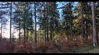 Taunus bölgesindeki Feldberg dağında sonbaharda bir köpek ve yemyeşil çimlerle gerçek zamanlı orman yürüyüşü.