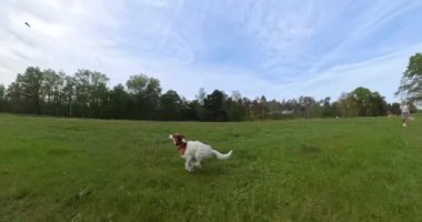 Köpek, gün içinde dinamik hareketlerle ormandaki bir çayırda ağır çekimde koşuyor.