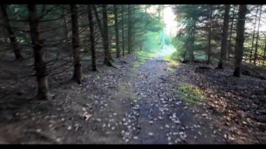 Taunus bölgesindeki Feldberg dağında sonbaharda bir köpek ve yemyeşil çimlerle gerçek zamanlı orman yürüyüşü.