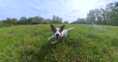 Köpek, gün içinde dinamik hareketlerle ormandaki bir çayırda ağır çekimde koşuyor.