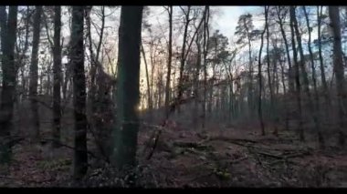 Taunus bölgesindeki Feldberg dağında sonbaharda bir köpek ve yemyeşil çimlerle gerçek zamanlı orman yürüyüşü.