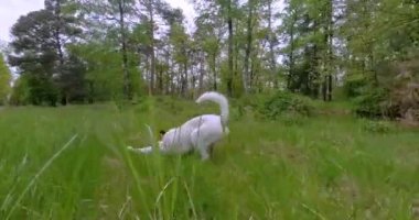 Güneşli bir günde, çimde bir dalla oynayan köpek neşeli bir enerji ve gün ışığında neşeli bir hareketle.