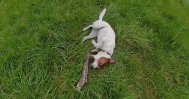 Güneşli bir günde, çimde bir dalla oynayan köpek neşeli bir enerji ve gün ışığında neşeli bir hareketle.