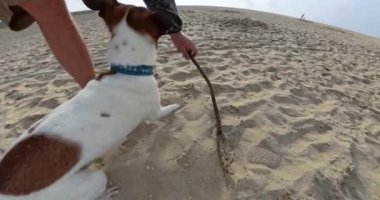 Köpek kumlu bir plajda oyuncakla oynuyor ve yazın arka planda dalgalar var.