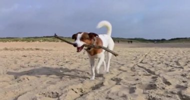Köpek kumlu bir plajda oyuncakla oynuyor ve yazın arka planda dalgalar var.