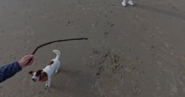 Köpek, gündüz vakti kumsaldaki sudan oyuncak topluyor.