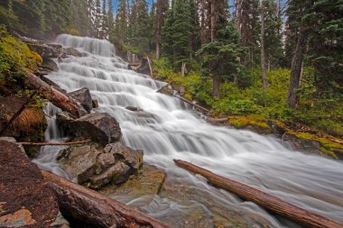 Garibaldi Dağı yakınlarındaki ormandaki vahşi nehir gün boyunca temiz su ve yemyeşil alanla