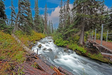 Wild river in the forest near Mt Garibaldi with clear water and lush greenery during daytime clipart