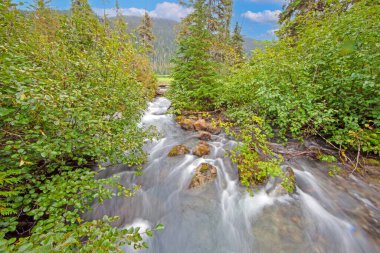 Wild river in the forest near Mt Garibaldi with clear water and lush greenery during daytime clipart