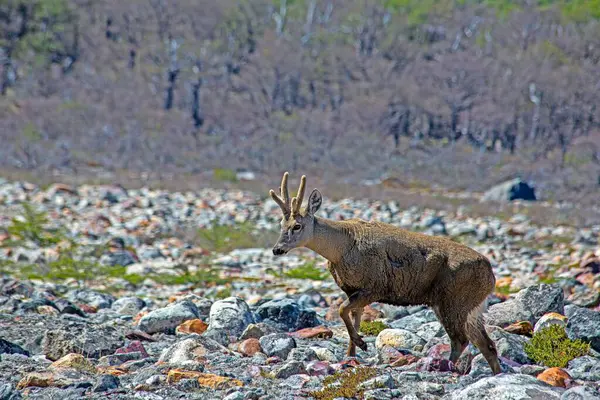 Güney Andean Huemul gündüz vakti Patagonya 'da kayalık arazide yürüyor.