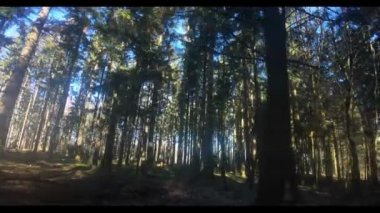 Kışın eski uzun ağaçlar ve gündüz vakti huzurlu bir doğa atmosferiyle karışık bir ormanda yürümek.