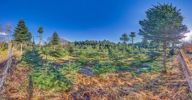 Odenwald 'da Noel ağacı fidanlığı. Mavi gökyüzü ve kışın gün ışığında genç köknar ağaçları.