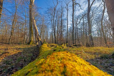 Yosun, kış ormanında devrilmiş bir ağacı çıplak ağaçlar ve gündüz vakti altın güneş ışığıyla kapladı.