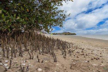 Mangrove beach with exposed roots and sandy coastal ecosystem during daytime clipart