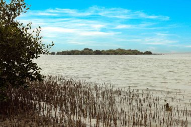 Mangrove plajı, gün boyunca açık kökleri ve kumlu kıyı ekosistemi ile