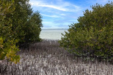 Mangrove beach with exposed roots and sandy coastal ecosystem during daytime clipart