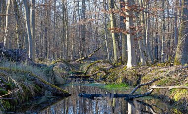 Moenchbruch Doğa Koruma Alanı 'ndan akan sakin orman akıntısı akşam ışığında