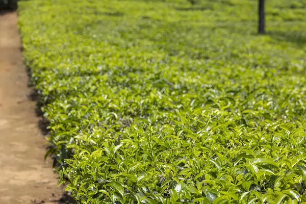 Yazın Sri Lanka dağlarında mavi gökyüzünün altında yemyeşil çay tarlası