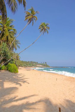 Sri Lanka 'da turkuaz denizi, palmiye ağaçları ve gün ışığında beyaz kumları olan tropik sessiz plaj.