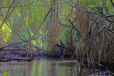 Gündüz vakti Sri Lanka 'daki tropikal sulak arazide yoğun mangrov kökleri
