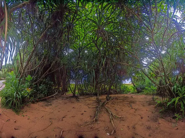 Gündüz vakti Sri Lanka 'daki tropikal sulak arazide yoğun mangrov kökleri