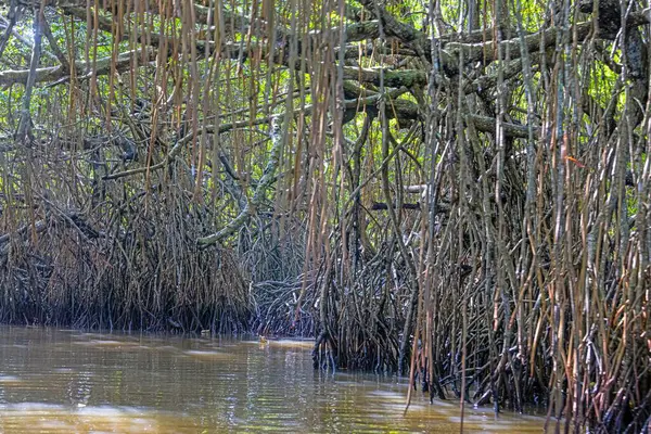 Gündüz vakti Sri Lanka 'daki tropikal sulak arazide yoğun mangrov kökleri