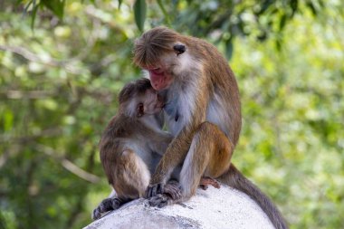 Toque macaque annesi gün içinde bebeğine taştan bakıyor.