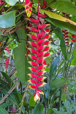 Parlak helikonya çiçeği tropikal yaprakların arasında gün ışığında asılı.