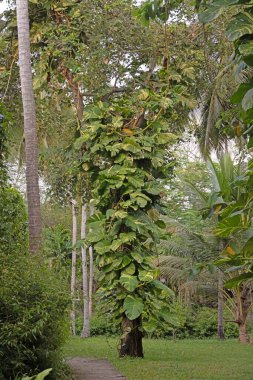 Yeşil ormanda güpegündüz yüksek ağaca tırmanan yemyeşil tropikal sarmaşıklar