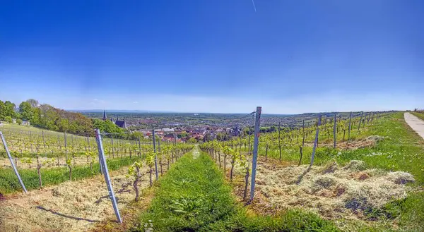 Gündüz vakti Nierstein ve Ren nehri manzaralı güneşli üzüm bağı manzarası