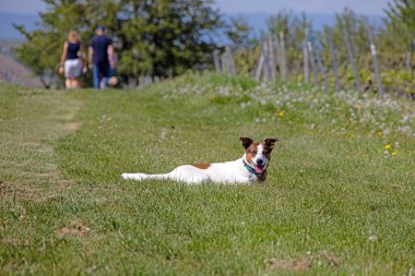 Köpek baharda gün ışığında çayır yolunda uzanıyor.