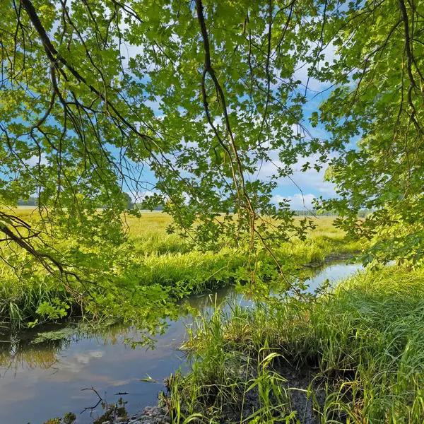Nehir, güneşli bir günde yeşil yaprakların altında akıyor.