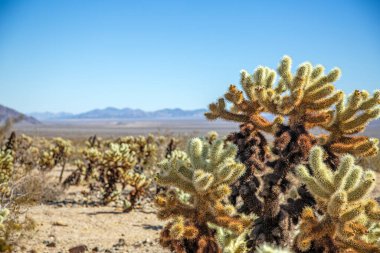 Kurak arazisi ve arka planında dağlar olan yoğun cholla kaktüsü tarlası