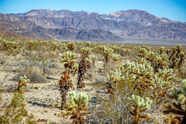 Kurak arazisi ve arka planında dağlar olan yoğun cholla kaktüsü tarlası