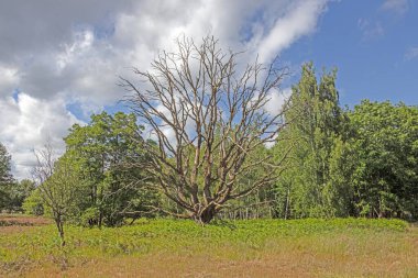 Mavi gökyüzünün altında yaprakları olmayan, yeşil orman ve çayırlarla çevrili yalnız ölü bir ağaç.