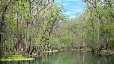 Milli parkın bataklık ormanlarında yetişen İspanyol yosunlu selvi ağaçları.